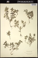 Thumbnail for <i>Nemophila breviflora</i> <i></i> …