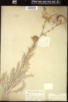 Thumbnail for <i>Cirsium canescens</i> <i></i> …