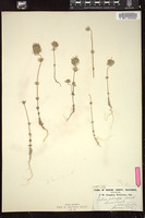 Thumbnail for <i>Gilia ciliata</i> <i></i> …