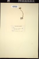 Thumbnail for <i>Antennaria alpina</i> <i></i> …