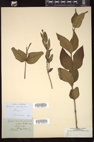 Thumbnail for <i>Spigelia marilandica</i> <i></i> …