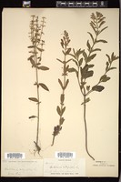 Thumbnail for <i>Scutellaria integrifolia</i> <i></i> …