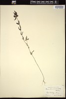 Thumbnail for <i>Gerardia auriculata</i> <i></i> …