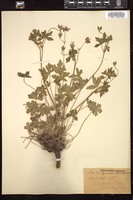 Thumbnail for <i>Geranium atropurpureum</i> <i></i> …