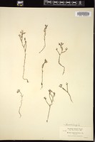 Thumbnail for <i>Downingia elegans</i> <i></i> …