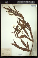 Thumbnail for <i>Rumex salicifolius</i> <i></i> …