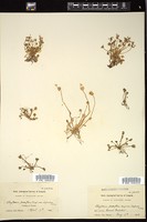 Thumbnail for <i>Claytonia parviflora</i> <i></i> …