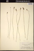 Thumbnail for <i>Utricularia cornuta</i> <i></i> …