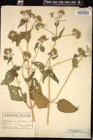 Thumbnail for <i>Ageratina altissima</i> <i></i> …