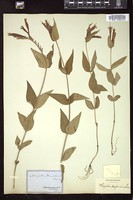 Thumbnail for <i>Spigelia marilandica</i> <i></i> …