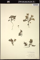 Thumbnail for <i>Nemophila kirtleyi</i> <i></i> …
