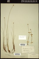 Thumbnail for <i>Carex capitata</i> <i></i> …