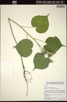 Thumbnail for <i>Abutilon theophrasti</i> <i></i> …