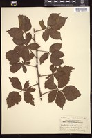 Thumbnail for <i>Rubus philadelphicus</i> <i></i> …