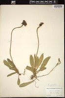 Thumbnail for <i>Hieracium aurantiacum</i> <i></i> …