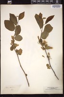 Thumbnail for <i>Halesia diptera</i> <i></i> …