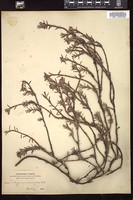 Thumbnail for <i>Polygonum paronychia</i> <i></i> …