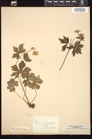 Thumbnail for <i>Geranium maculatum</i> <i></i> …