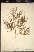 Thumbnail for <i>Asparagus officinalis</i> <i></i> …