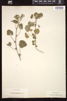 Thumbnail for <i>Abutilon wrightii</i> <i></i> …