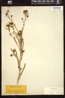 Thumbnail for <i>Thelypodium integrifolium</i> <i></i> …