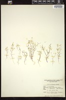 Thumbnail for <i>Gilia filiformis</i> <i></i> …