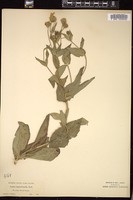 Thumbnail for <i>Arnica lanceolata</i> <i></i> …