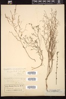 Thumbnail for <i>Gayophytum ramosissimum</i> <i></i> …