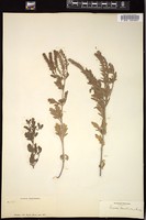 Thumbnail for <i>Verbena bracteosa</i> <i></i> …