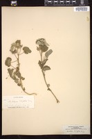 Thumbnail for <i>Abutilon wrightii</i> <i></i> …