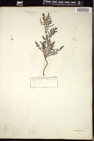 Thumbnail for <i>Ambrosia tomentosa</i> <i></i> …