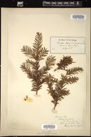 Thumbnail for <i>Taxus canadensis</i> <i></i> …