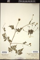 Thumbnail for <i>Bidens bipinnata</i> <i></i> …