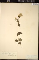 Thumbnail for <i>Brickellia grandiflora</i> <i></i> …