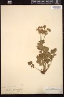 Thumbnail for <i>Potentilla glandulosa</i> <i></i> …