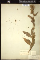 Thumbnail for <i>Solidago glomerata</i> <i></i> …