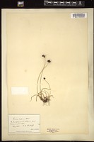 Thumbnail for <i>Carex nigra</i> <i></i> …