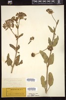 Thumbnail for <i>Abronia fragrans</i> <i></i> …