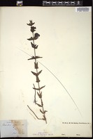 Thumbnail for <i>Gerardia auriculata</i> <i></i> …