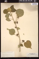 Thumbnail for <i>Abutilon permolle</i> <i></i> …