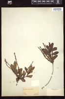Thumbnail for <i>Cyrilla racemiflora</i> <i></i> …