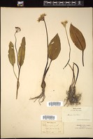 Thumbnail for <i>Allium ursinum</i> <i></i> …