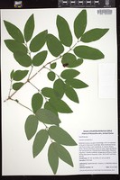 Thumbnail for <i>Lonicera canadensis</i> <i></i> …