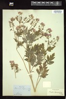 Thumbnail for <i>Phacelia bipinnatifida</i> <i></i> …