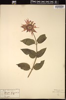 Thumbnail for <i>Monarda didyma</i> <i></i> …