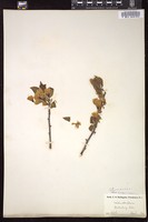 Thumbnail for <i>Halesia tetraptera</i> <i></i> …