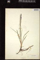 Thumbnail for <i>Carex nutans</i> <i></i> …