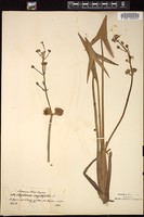 Thumbnail for <i>Sagittaria sagittifolia</i> <i></i> …