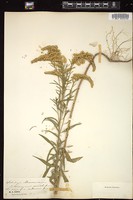 Thumbnail for <i>Solidago missouriensis</i> <i></i> …