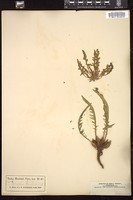 Thumbnail for <i>Oenothera nuttallii</i> <i></i> …